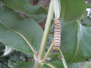 Monarch Caterpillar on Common Milkweed IMG_5810