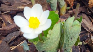 Bloodroot 100_0058