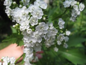 Glade Mallow 416