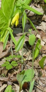Bellwort Bellwort