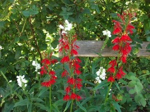 Cardinal Flower and Obedient Plant DSCF0181