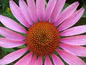 Purple coneflower DSCF0185