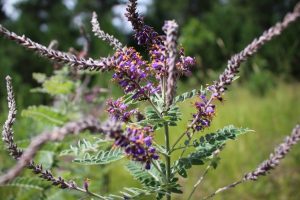 Ants on Leadplant IMG_0658