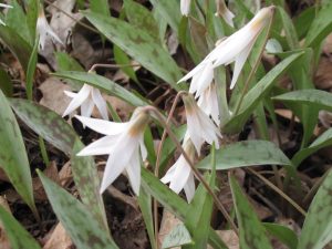 Trout Lilies IMG_3389