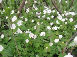 Wood anemones IMG_3396
