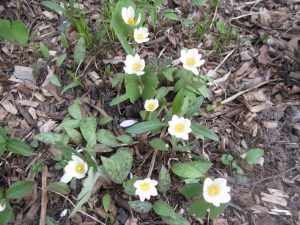 Bloodroot IMG_3401