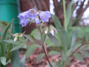 Jacob's Ladder IMG_3419