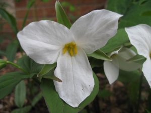 Trillium IMG_3425