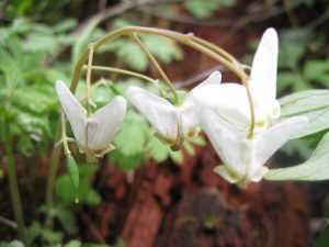 Dutchmen's Breeches IMG_3472