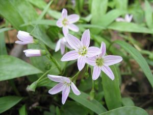 Spring Beauty IMG_3474