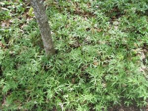 Toothworts IMG_3476