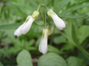 Toothwort IMG_3480