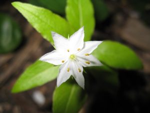 Star Flower IMG_3533