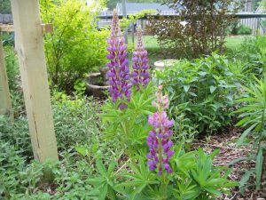Lupine IMG_3576