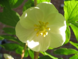 Mayapple IMG_3616