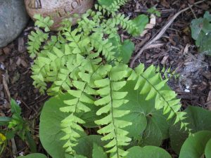 Maiden Hair Fern IMG_3621