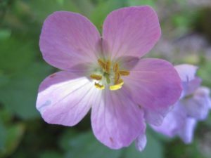 Wild Geranium IMG_3645
