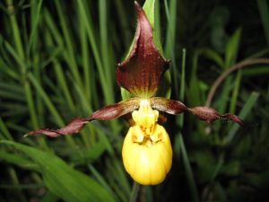 Yellow Lady's Slipper IMG_3700