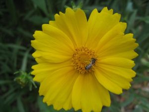 Lance-leaved Coreopsis IMG_3959