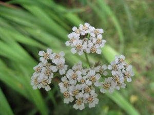 Yarrow IMG_4000