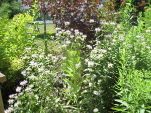 Bee Balm IMG_4003