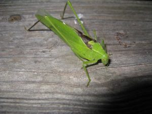 IMG_4030