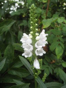 Obedient Plant IMG_4042