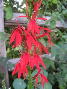 Cardinal Flower IMG_4045