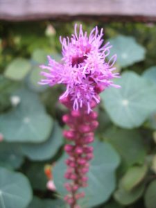 Blazing Star IMG_4046
