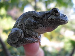 Tree Frog IMG_4498