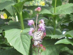 Blazing Star Blazing Star