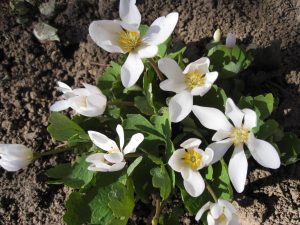 Bloodroot Bloodroot