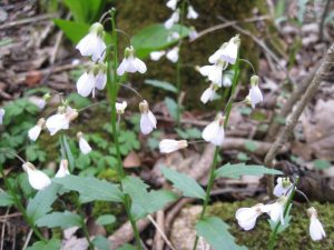 Toothwort Toothwort
