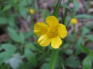 Buttercup? Buttercup?