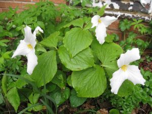 Triliums Trilliums