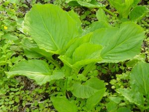 Skunk Cabbage Skunk Cabbage